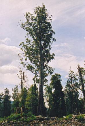 Eucalyptus regnans